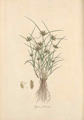 Reproducción/Reproduction 49556776096: Flora Graeca, sive, Plantarum rariorum historia, quas in provinciis aut insulis Graeciae /. Londini :Typis Richardi Taylor et socii, in Vico Shoe-Lane :MDCCCVI-MDCCCXL [1806-1840].. 