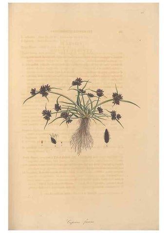 Reproducción/Reproduction 49557013657: Flora Graeca, sive, Plantarum rariorum historia, quas in provinciis aut insulis Graeciae /. Londini :Typis Richardi Taylor et socii, in Vico Shoe-Lane :MDCCCVI-MDCCCXL [1806-1840].. 