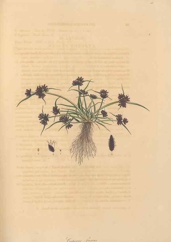 Reproducción/Reproduction 49557013657: Flora Graeca, sive, Plantarum rariorum historia, quas in provinciis aut insulis Graeciae /. Londini :Typis Richardi Taylor et socii, in Vico Shoe-Lane :MDCCCVI-MDCCCXL [1806-1840].. 