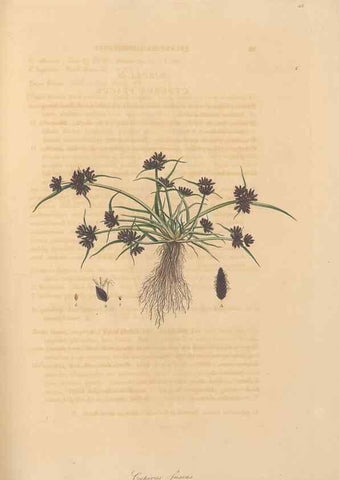 Reproducción/Reproduction 49557013657: Flora Graeca, sive, Plantarum rariorum historia, quas in provinciis aut insulis Graeciae /. Londini :Typis Richardi Taylor et socii, in Vico Shoe-Lane :MDCCCVI-MDCCCXL [1806-1840].. 