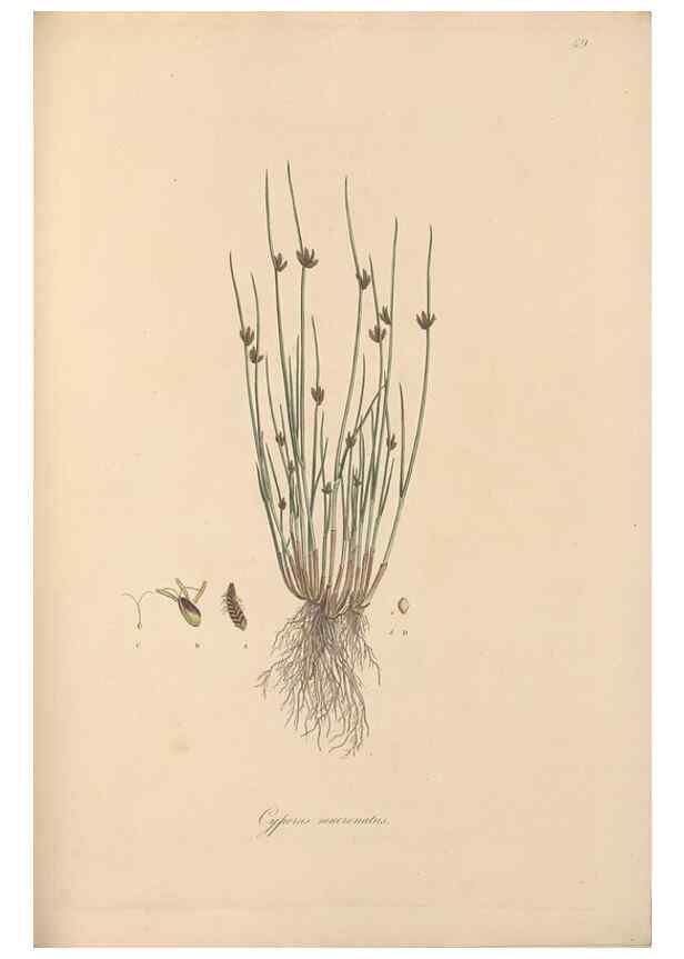 Reproducción/Reproduction 49556280383: Flora Graeca, sive, Plantarum rariorum historia, quas in provinciis aut insulis Graeciae /. Londini :Typis Richardi Taylor et socii, in Vico Shoe-Lane :MDCCCVI-MDCCCXL [1806-1840].. 