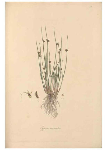 Reproducción/Reproduction 49556280383: Flora Graeca, sive, Plantarum rariorum historia, quas in provinciis aut insulis Graeciae /. Londini :Typis Richardi Taylor et socii, in Vico Shoe-Lane :MDCCCVI-MDCCCXL [1806-1840].. 