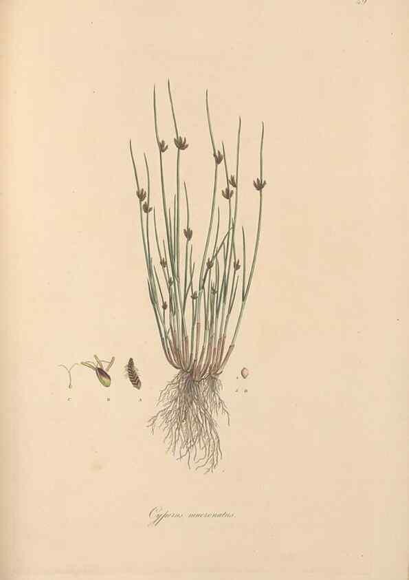 Reproducción/Reproduction 49556280383: Flora Graeca, sive, Plantarum rariorum historia, quas in provinciis aut insulis Graeciae /. Londini :Typis Richardi Taylor et socii, in Vico Shoe-Lane :MDCCCVI-MDCCCXL [1806-1840].. 