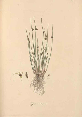 Reproducción/Reproduction 49556280383: Flora Graeca, sive, Plantarum rariorum historia, quas in provinciis aut insulis Graeciae /. Londini :Typis Richardi Taylor et socii, in Vico Shoe-Lane :MDCCCVI-MDCCCXL [1806-1840].. 