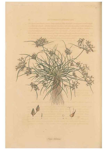 Reproducción/Reproduction 49556776966: Flora Graeca, sive, Plantarum rariorum historia, quas in provinciis aut insulis Graeciae /. Londini :Typis Richardi Taylor et socii, in Vico Shoe-Lane :MDCCCVI-MDCCCXL [1806-1840].. 