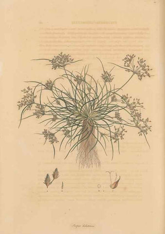 Reproducción/Reproduction 49556776966: Flora Graeca, sive, Plantarum rariorum historia, quas in provinciis aut insulis Graeciae /. Londini :Typis Richardi Taylor et socii, in Vico Shoe-Lane :MDCCCVI-MDCCCXL [1806-1840].. 