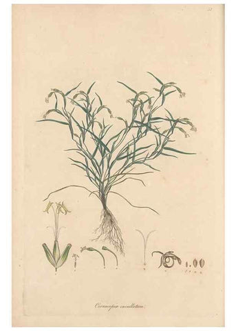 Reproducción/Reproduction 49557014432: Flora Graeca, sive, Plantarum rariorum historia, quas in provinciis aut insulis Graeciae /. Londini :Typis Richardi Taylor et socii, in Vico Shoe-Lane :MDCCCVI-MDCCCXL [1806-1840].. 