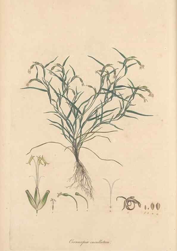 Reproducción/Reproduction 49557014432: Flora Graeca, sive, Plantarum rariorum historia, quas in provinciis aut insulis Graeciae /. Londini :Typis Richardi Taylor et socii, in Vico Shoe-Lane :MDCCCVI-MDCCCXL [1806-1840].. 