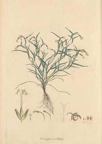 Reproducción/Reproduction 49557014432: Flora Graeca, sive, Plantarum rariorum historia, quas in provinciis aut insulis Graeciae /. Londini :Typis Richardi Taylor et socii, in Vico Shoe-Lane :MDCCCVI-MDCCCXL [1806-1840].. 