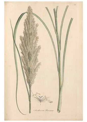 Reproducción/Reproduction 49557014742: Flora Graeca, sive, Plantarum rariorum historia, quas in provinciis aut insulis Graeciae /. Londini :Typis Richardi Taylor et socii, in Vico Shoe-Lane :MDCCCVI-MDCCCXL [1806-1840].. 