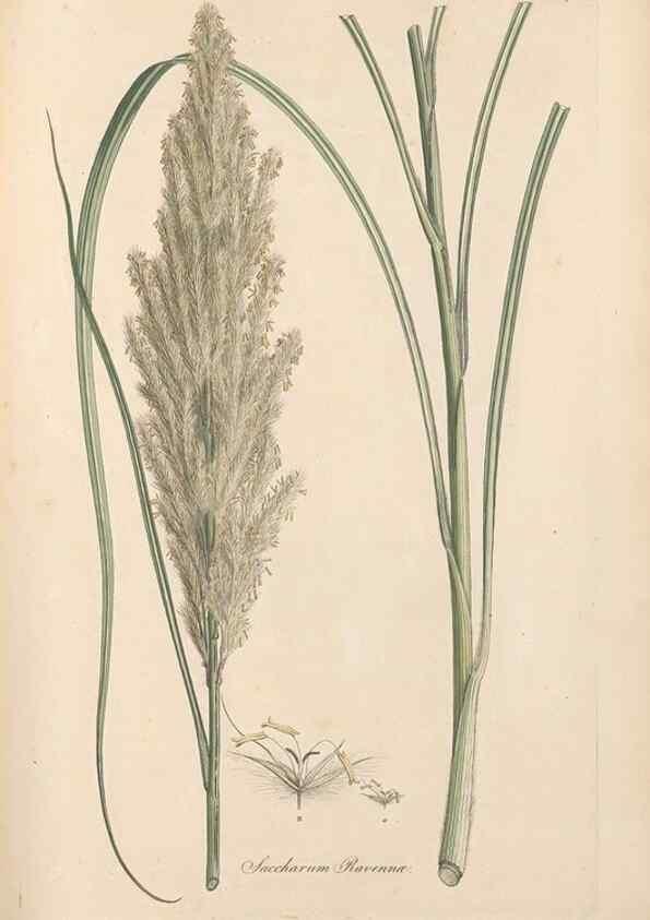 Reproducción/Reproduction 49557014742: Flora Graeca, sive, Plantarum rariorum historia, quas in provinciis aut insulis Graeciae /. Londini :Typis Richardi Taylor et socii, in Vico Shoe-Lane :MDCCCVI-MDCCCXL [1806-1840].. 