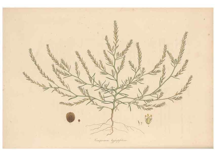 Reproducción/Reproduction 49556779491: Flora Graeca, sive, Plantarum rariorum historia, quas in provinciis aut insulis Graeciae /. Londini :Typis Richardi Taylor et socii, in Vico Shoe-Lane :MDCCCVI-MDCCCXL [1806-1840].. 