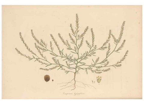 Reproducción/Reproduction 49556779491: Flora Graeca, sive, Plantarum rariorum historia, quas in provinciis aut insulis Graeciae /. Londini :Typis Richardi Taylor et socii, in Vico Shoe-Lane :MDCCCVI-MDCCCXL [1806-1840].. 