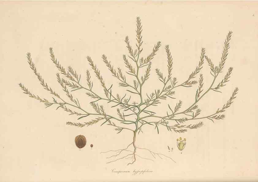 Reproducción/Reproduction 49556779491: Flora Graeca, sive, Plantarum rariorum historia, quas in provinciis aut insulis Graeciae /. Londini :Typis Richardi Taylor et socii, in Vico Shoe-Lane :MDCCCVI-MDCCCXL [1806-1840].. 