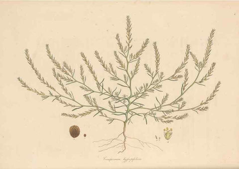Reproducción/Reproduction 49556779491: Flora Graeca, sive, Plantarum rariorum historia, quas in provinciis aut insulis Graeciae /. Londini :Typis Richardi Taylor et socii, in Vico Shoe-Lane :MDCCCVI-MDCCCXL [1806-1840].. 