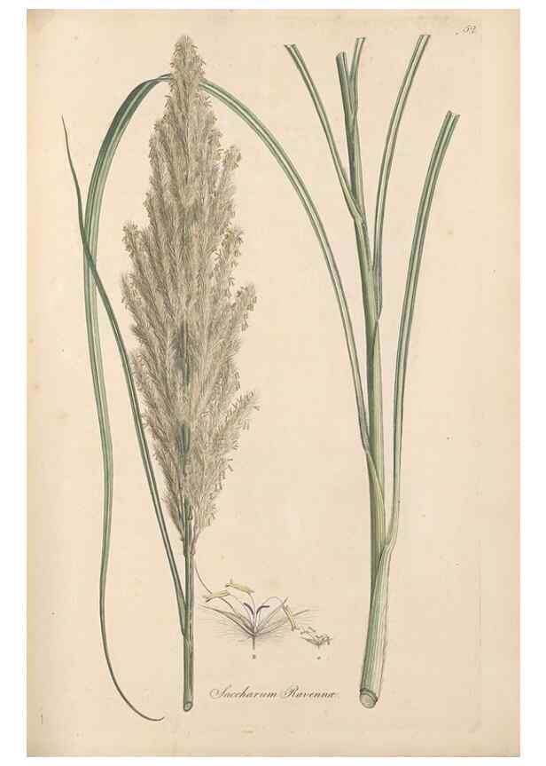 Reproducción/Reproduction 49556290428: Flora Graeca, sive, Plantarum rariorum historia, quas in provinciis aut insulis Graeciae /. Londini :Typis Richardi Taylor et socii, in Vico Shoe-Lane :MDCCCVI-MDCCCXL [1806-1840].. 