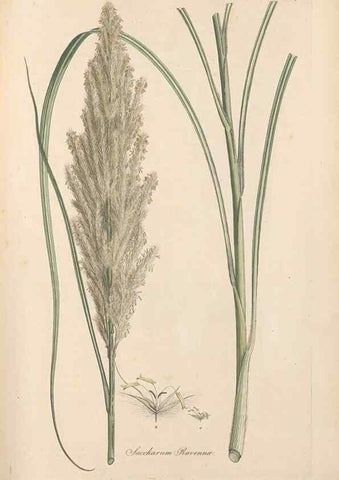Reproducción/Reproduction 49556290428: Flora Graeca, sive, Plantarum rariorum historia, quas in provinciis aut insulis Graeciae /. Londini :Typis Richardi Taylor et socii, in Vico Shoe-Lane :MDCCCVI-MDCCCXL [1806-1840].. 