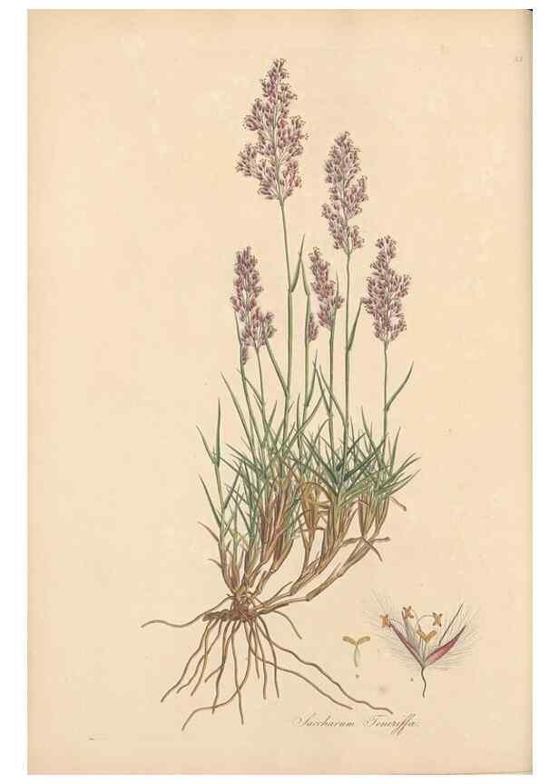 Reproducción/Reproduction 49557024657: Flora Graeca, sive, Plantarum rariorum historia, quas in provinciis aut insulis Graeciae /. Londini :Typis Richardi Taylor et socii, in Vico Shoe-Lane :MDCCCVI-MDCCCXL [1806-1840].. 