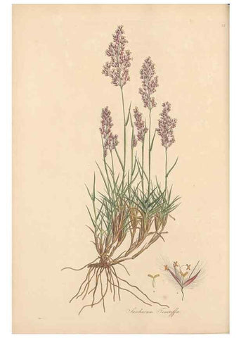Reproducción/Reproduction 49557024657: Flora Graeca, sive, Plantarum rariorum historia, quas in provinciis aut insulis Graeciae /. Londini :Typis Richardi Taylor et socii, in Vico Shoe-Lane :MDCCCVI-MDCCCXL [1806-1840].. 