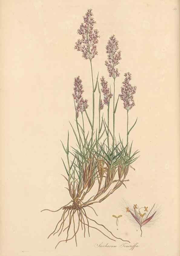 Reproducción/Reproduction 49557024657: Flora Graeca, sive, Plantarum rariorum historia, quas in provinciis aut insulis Graeciae /. Londini :Typis Richardi Taylor et socii, in Vico Shoe-Lane :MDCCCVI-MDCCCXL [1806-1840].. 