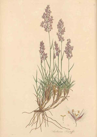 Reproducción/Reproduction 49557024657: Flora Graeca, sive, Plantarum rariorum historia, quas in provinciis aut insulis Graeciae /. Londini :Typis Richardi Taylor et socii, in Vico Shoe-Lane :MDCCCVI-MDCCCXL [1806-1840].. 