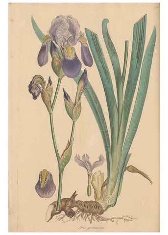 Reproducción/Reproduction 49557011397: Flora Graeca, sive, Plantarum rariorum historia, quas in provinciis aut insulis Graeciae /. Londini :Typis Richardi Taylor et socii, in Vico Shoe-Lane :MDCCCVI-MDCCCXL [1806-1840].. 