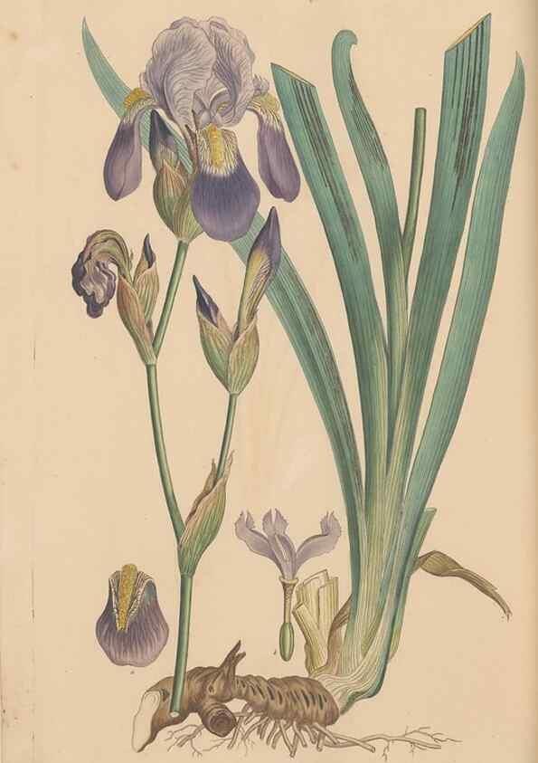 Reproducción/Reproduction 49557011397: Flora Graeca, sive, Plantarum rariorum historia, quas in provinciis aut insulis Graeciae /. Londini :Typis Richardi Taylor et socii, in Vico Shoe-Lane :MDCCCVI-MDCCCXL [1806-1840].. 