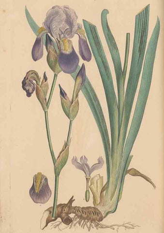 Reproducción/Reproduction 49557011397: Flora Graeca, sive, Plantarum rariorum historia, quas in provinciis aut insulis Graeciae /. Londini :Typis Richardi Taylor et socii, in Vico Shoe-Lane :MDCCCVI-MDCCCXL [1806-1840].. 