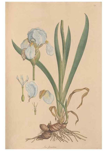 Reproducción/Reproduction 49556277573: Flora Graeca, sive, Plantarum rariorum historia, quas in provinciis aut insulis Graeciae /. Londini :Typis Richardi Taylor et socii, in Vico Shoe-Lane :MDCCCVI-MDCCCXL [1806-1840].. 