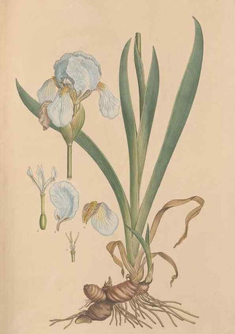 Reproducción/Reproduction 49556277573: Flora Graeca, sive, Plantarum rariorum historia, quas in provinciis aut insulis Graeciae /. Londini :Typis Richardi Taylor et socii, in Vico Shoe-Lane :MDCCCVI-MDCCCXL [1806-1840].. 