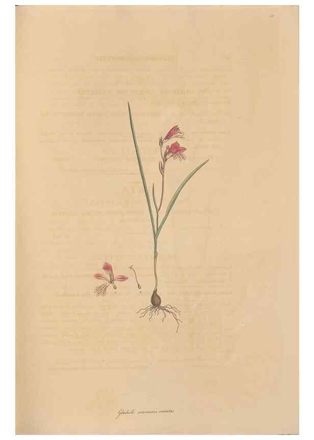Reproducción/Reproduction 49556773661: Flora Graeca, sive, Plantarum rariorum historia, quas in provinciis aut insulis Graeciae /. Londini :Typis Richardi Taylor et socii, in Vico Shoe-Lane :MDCCCVI-MDCCCXL [1806-1840].. 