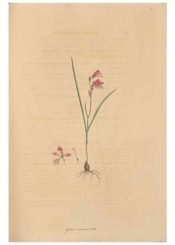 Reproducción/Reproduction 49556773661: Flora Graeca, sive, Plantarum rariorum historia, quas in provinciis aut insulis Graeciae /. Londini :Typis Richardi Taylor et socii, in Vico Shoe-Lane :MDCCCVI-MDCCCXL [1806-1840].. 