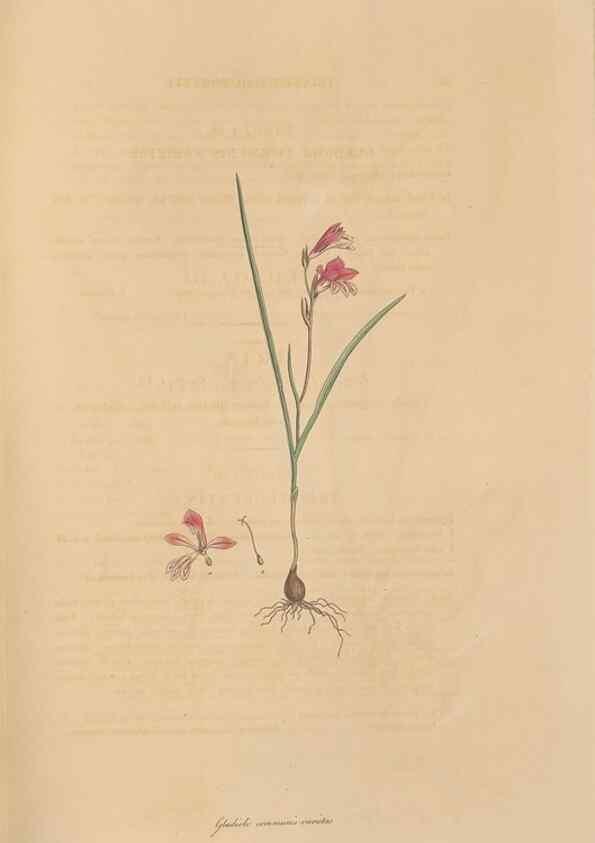 Reproducción/Reproduction 49556773661: Flora Graeca, sive, Plantarum rariorum historia, quas in provinciis aut insulis Graeciae /. Londini :Typis Richardi Taylor et socii, in Vico Shoe-Lane :MDCCCVI-MDCCCXL [1806-1840].. 