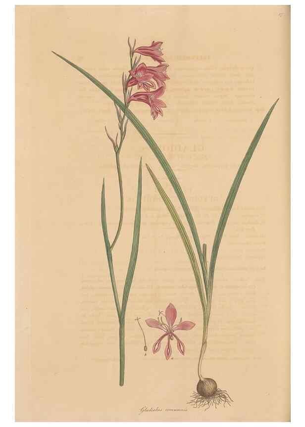 Reproducción/Reproduction 49556276993: Flora Graeca, sive, Plantarum rariorum historia, quas in provinciis aut insulis Graeciae /. Londini :Typis Richardi Taylor et socii, in Vico Shoe-Lane :MDCCCVI-MDCCCXL [1806-1840].. 