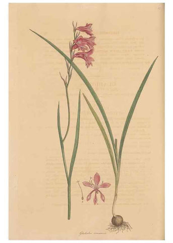 Reproducción/Reproduction 49556276993: Flora Graeca, sive, Plantarum rariorum historia, quas in provinciis aut insulis Graeciae /. Londini :Typis Richardi Taylor et socii, in Vico Shoe-Lane :MDCCCVI-MDCCCXL [1806-1840].. 