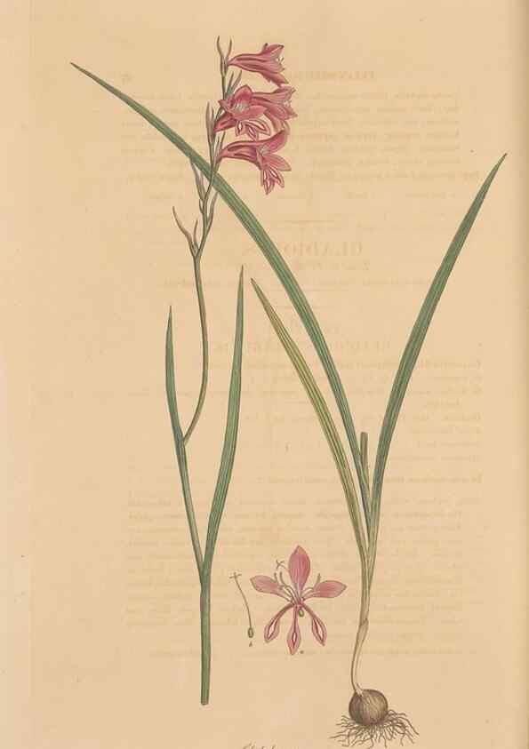 Reproducción/Reproduction 49556276993: Flora Graeca, sive, Plantarum rariorum historia, quas in provinciis aut insulis Graeciae /. Londini :Typis Richardi Taylor et socii, in Vico Shoe-Lane :MDCCCVI-MDCCCXL [1806-1840].. 