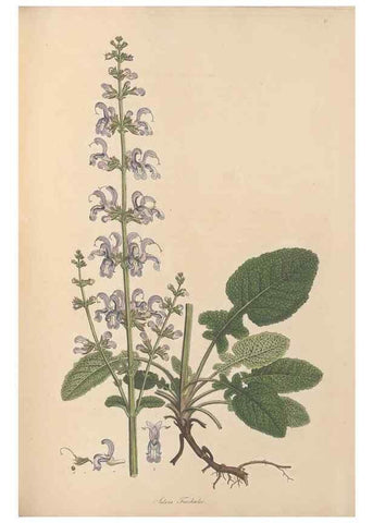 Reproducción/Reproduction 49556272128: Flora Graeca, sive, Plantarum rariorum historia, quas in provinciis aut insulis Graeciae /. Londini :Typis Richardi Taylor et socii, in Vico Shoe-Lane :MDCCCVI-MDCCCXL [1806-1840].. 