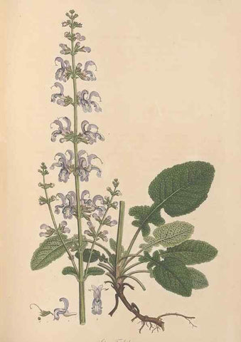 Reproducción/Reproduction 49556272128: Flora Graeca, sive, Plantarum rariorum historia, quas in provinciis aut insulis Graeciae /. Londini :Typis Richardi Taylor et socii, in Vico Shoe-Lane :MDCCCVI-MDCCCXL [1806-1840].. 