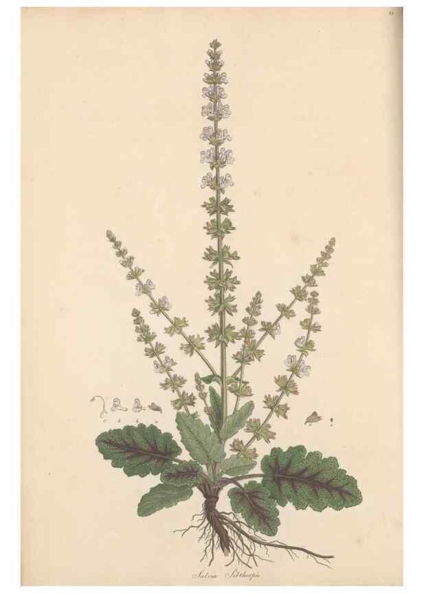 Reproducción/Reproduction 49556272448: Flora Graeca, sive, Plantarum rariorum historia, quas in provinciis aut insulis Graeciae /. Londini :Typis Richardi Taylor et socii, in Vico Shoe-Lane :MDCCCVI-MDCCCXL [1806-1840].. 