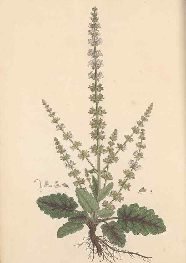 Reproducción/Reproduction 49556272448: Flora Graeca, sive, Plantarum rariorum historia, quas in provinciis aut insulis Graeciae /. Londini :Typis Richardi Taylor et socii, in Vico Shoe-Lane :MDCCCVI-MDCCCXL [1806-1840].. 