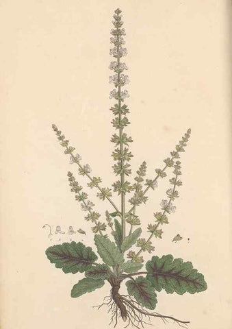 Reproducción/Reproduction 49556272448: Flora Graeca, sive, Plantarum rariorum historia, quas in provinciis aut insulis Graeciae /. Londini :Typis Richardi Taylor et socii, in Vico Shoe-Lane :MDCCCVI-MDCCCXL [1806-1840].. 