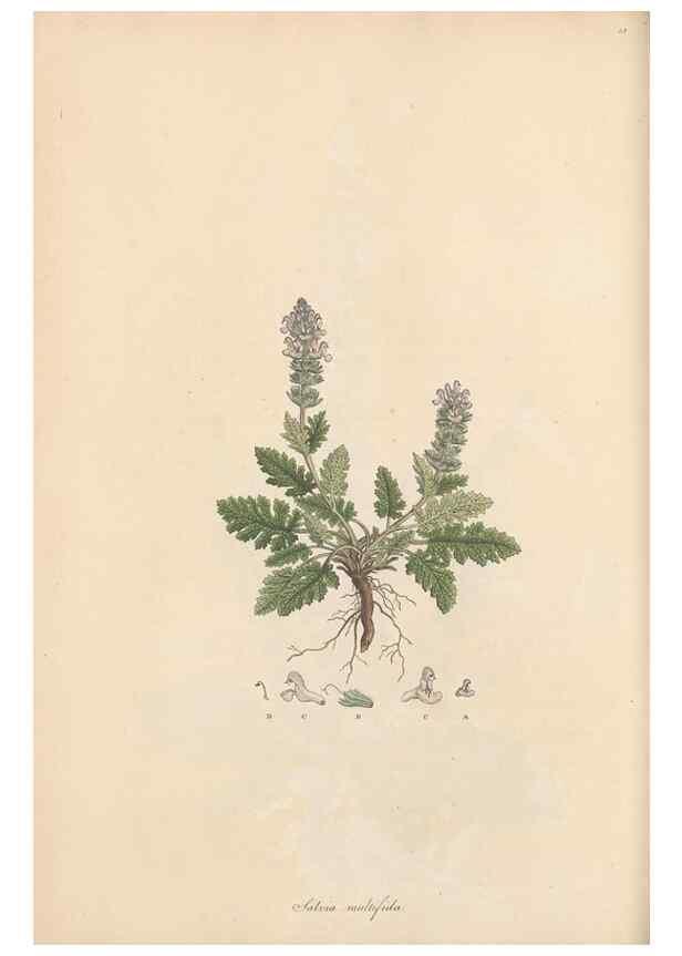 Reproducción/Reproduction 49556272773: Flora Graeca, sive, Plantarum rariorum historia, quas in provinciis aut insulis Graeciae /. Londini :Typis Richardi Taylor et socii, in Vico Shoe-Lane :MDCCCVI-MDCCCXL [1806-1840].. 