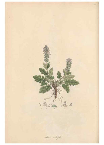 Reproducción/Reproduction 49556272773: Flora Graeca, sive, Plantarum rariorum historia, quas in provinciis aut insulis Graeciae /. Londini :Typis Richardi Taylor et socii, in Vico Shoe-Lane :MDCCCVI-MDCCCXL [1806-1840].. 