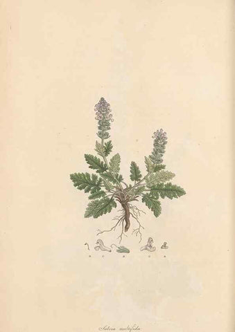 Reproducción/Reproduction 49556272773: Flora Graeca, sive, Plantarum rariorum historia, quas in provinciis aut insulis Graeciae /. Londini :Typis Richardi Taylor et socii, in Vico Shoe-Lane :MDCCCVI-MDCCCXL [1806-1840].. 