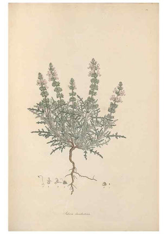 Reproducción/Reproduction 49556273078: Flora Graeca, sive, Plantarum rariorum historia, quas in provinciis aut insulis Graeciae /. Londini :Typis Richardi Taylor et socii, in Vico Shoe-Lane :MDCCCVI-MDCCCXL [1806-1840].. 