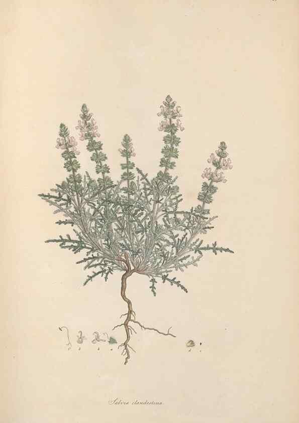 Reproducción/Reproduction 49556273078: Flora Graeca, sive, Plantarum rariorum historia, quas in provinciis aut insulis Graeciae /. Londini :Typis Richardi Taylor et socii, in Vico Shoe-Lane :MDCCCVI-MDCCCXL [1806-1840].. 