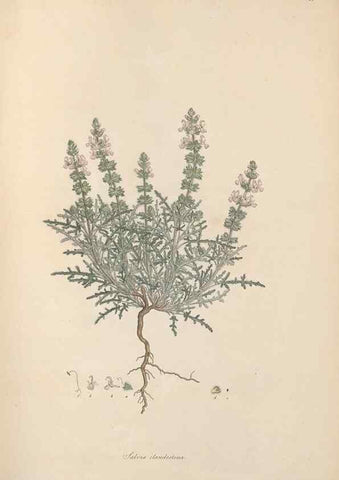Reproducción/Reproduction 49556273078: Flora Graeca, sive, Plantarum rariorum historia, quas in provinciis aut insulis Graeciae /. Londini :Typis Richardi Taylor et socii, in Vico Shoe-Lane :MDCCCVI-MDCCCXL [1806-1840].. 