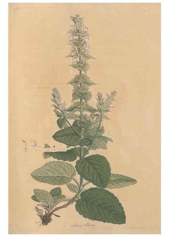 Reproducción/Reproduction 49557007012: Flora Graeca, sive, Plantarum rariorum historia, quas in provinciis aut insulis Graeciae /. Londini :Typis Richardi Taylor et socii, in Vico Shoe-Lane :MDCCCVI-MDCCCXL [1806-1840].. 