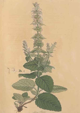 Reproducción/Reproduction 49557007012: Flora Graeca, sive, Plantarum rariorum historia, quas in provinciis aut insulis Graeciae /. Londini :Typis Richardi Taylor et socii, in Vico Shoe-Lane :MDCCCVI-MDCCCXL [1806-1840].. 