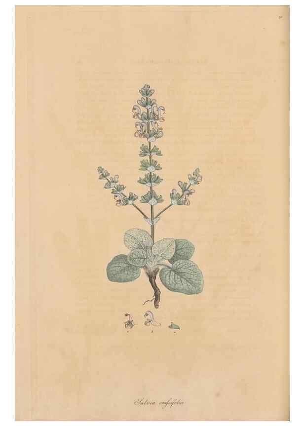 Reproducción/Reproduction 49556273758: Flora Graeca, sive, Plantarum rariorum historia, quas in provinciis aut insulis Graeciae /. Londini :Typis Richardi Taylor et socii, in Vico Shoe-Lane :MDCCCVI-MDCCCXL [1806-1840].. 